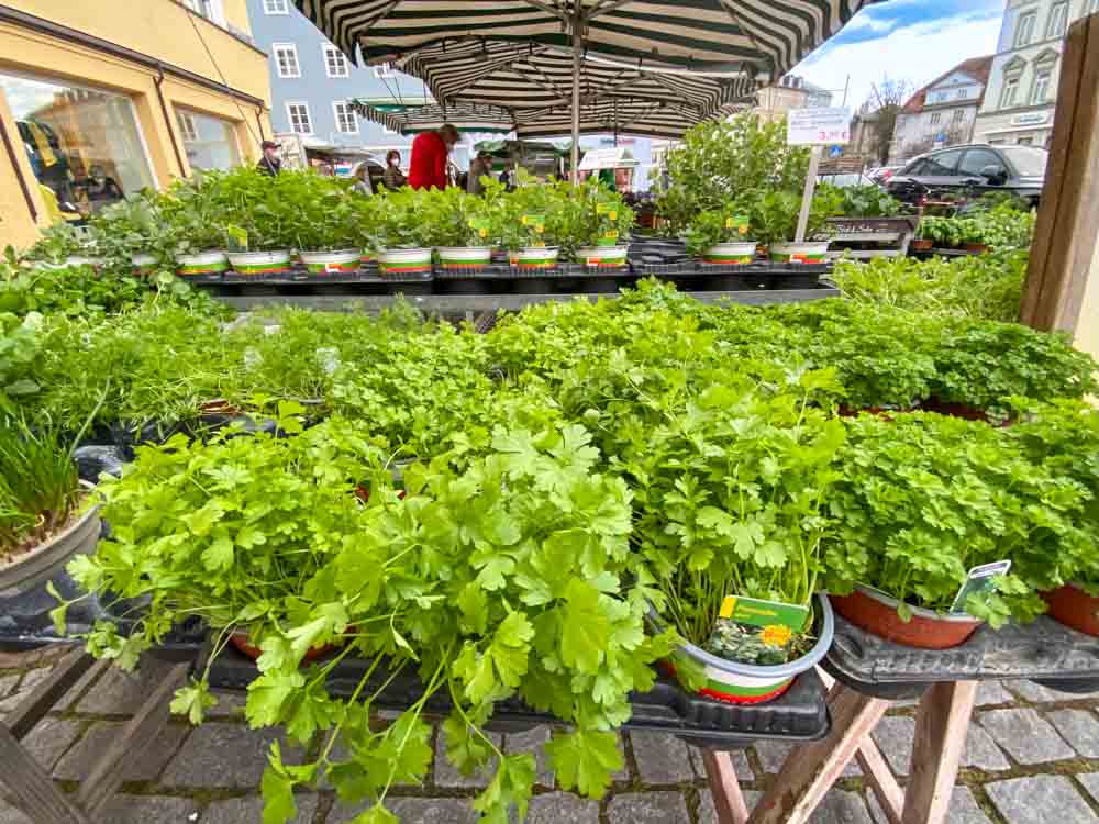 Grüner Markt Kräuter©Stadttipps Rosenheim