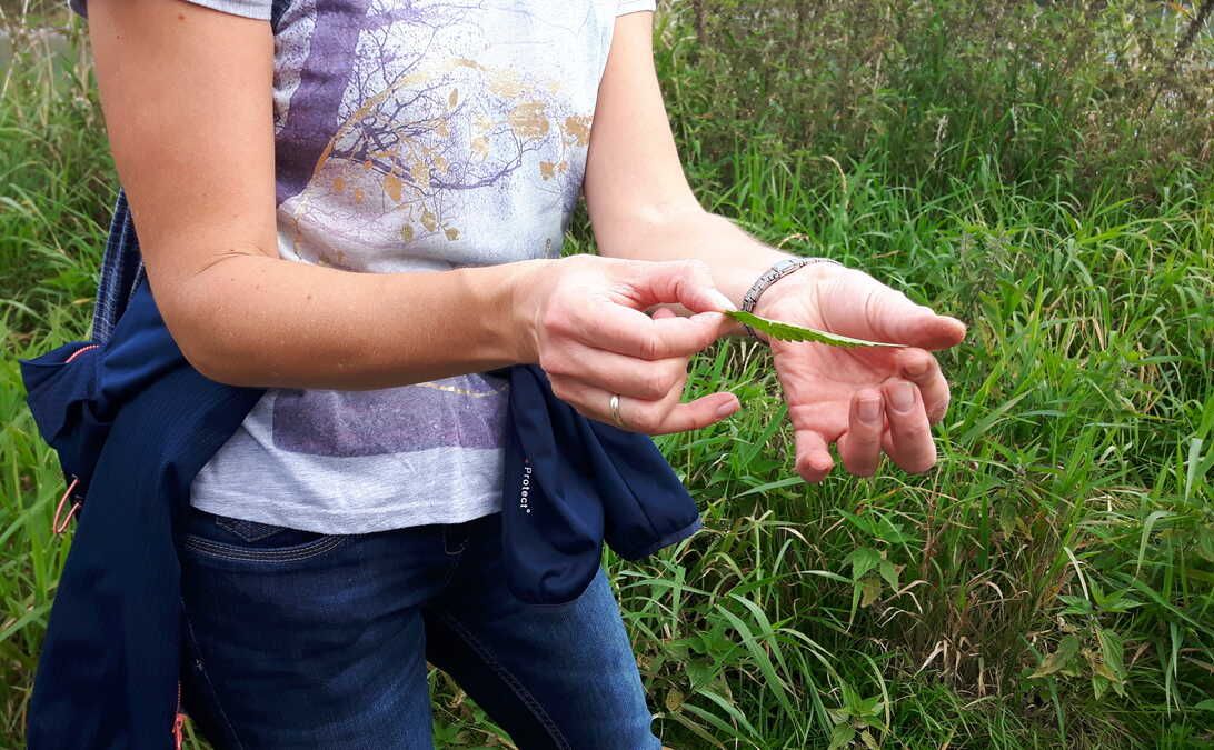 Kräuterwanderung im Auwald an Mangfall & Inn mit Verkostung