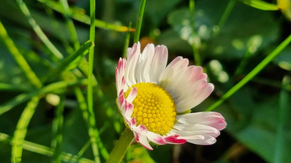 Pflanzenporträt & Kochworkshop: Das Gänseblümchen