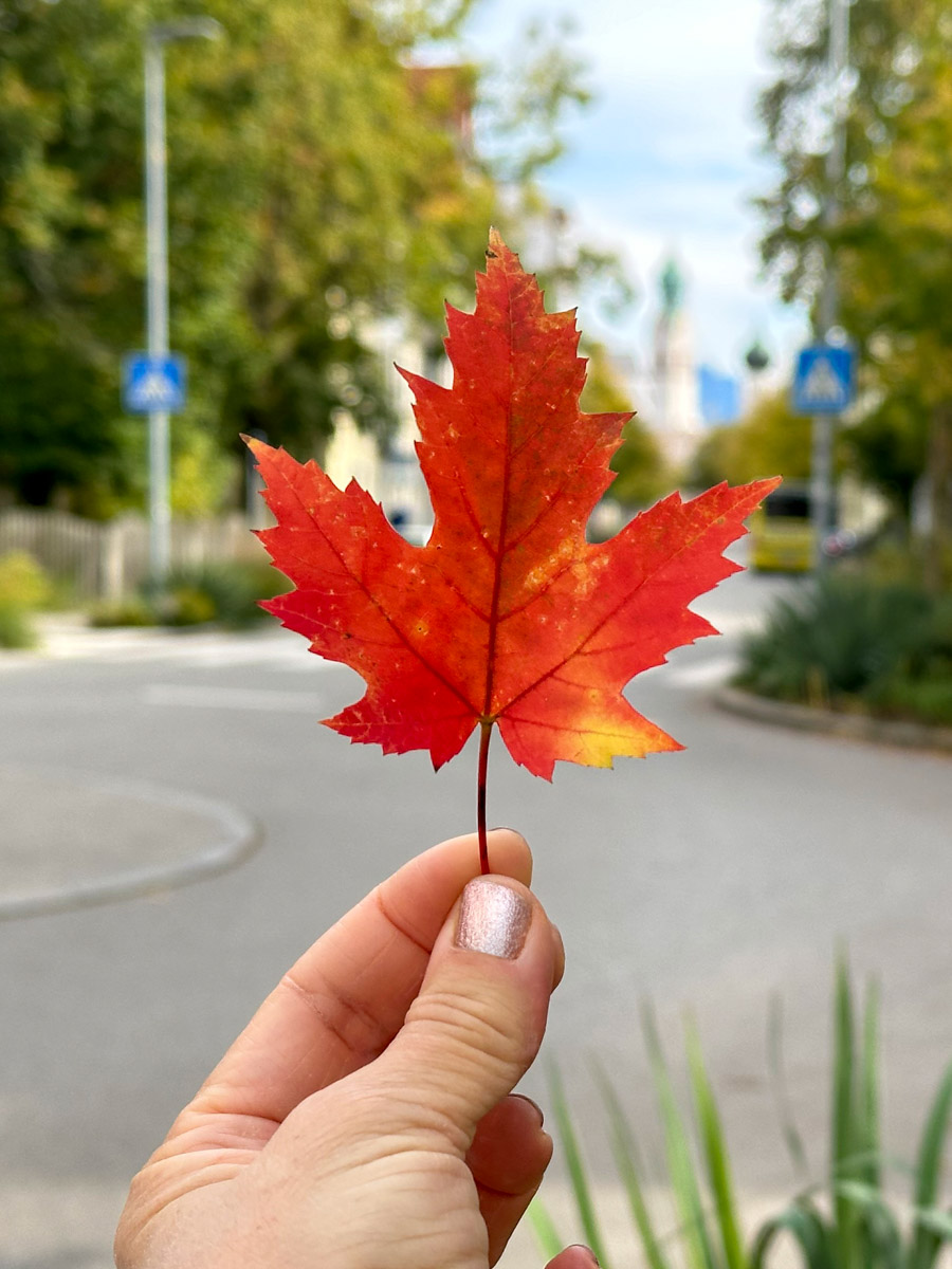Herbstblätter - Rosenheim im Herbst