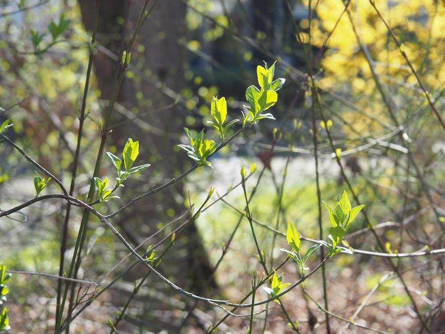 rosenheim_fruehling_001