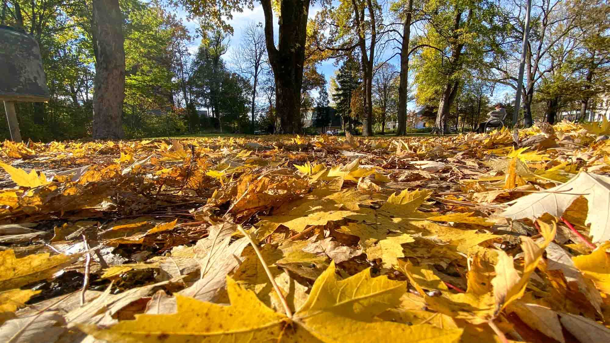 Sieht das schön aus 🍂🍃🍁 Herbstblätter-Rausch