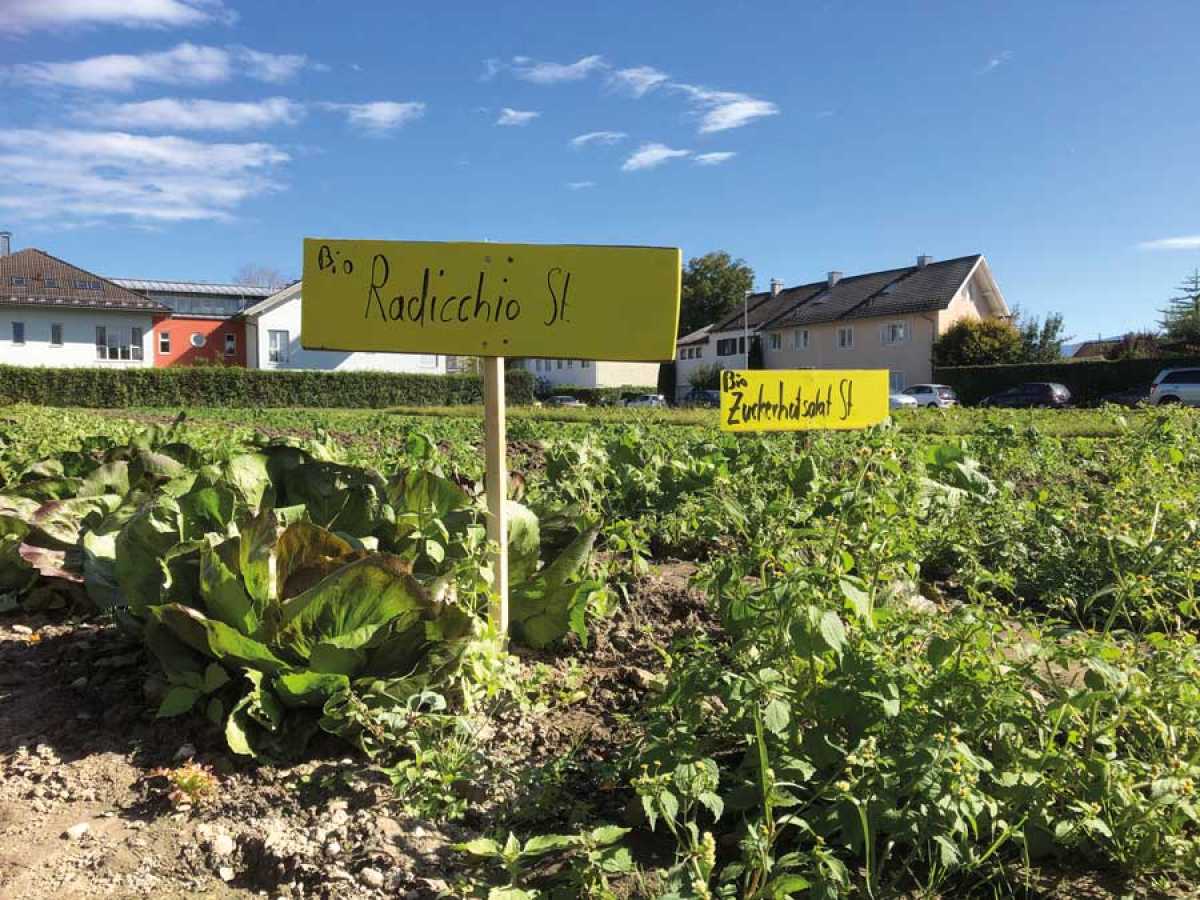 Heute den ersten Salat vom Feld geholt :-)