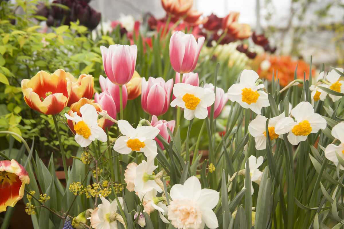 Start in den Frühling im Gartencenter Nickl Rosenheim