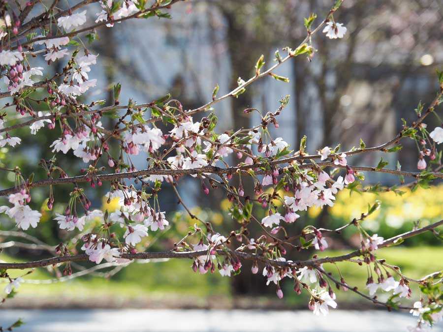 rosenheim_fruehling_003